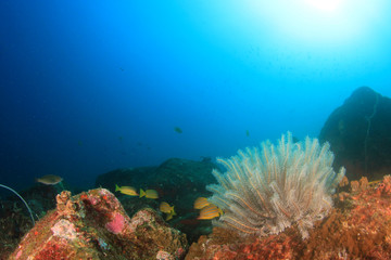 Obraz na płótnie Canvas Coral reef and fish underwater