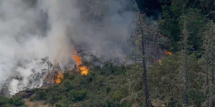 Smoke rising above flames of spreading brush fire igniting trees