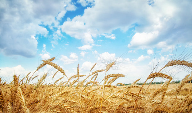 Wheat field in summer day © Igor Strukov