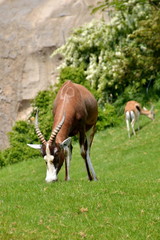 Naklejka na ściany i meble Antilope bruca sul prato verde