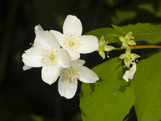 Obraz premium White flowers on mock-orange shrub with bokeh background, macro, selective focus, shallow DOF