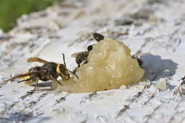 Hornet eats honey.