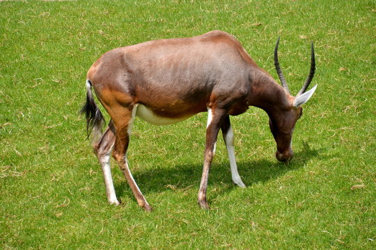 Antilope bruca sul prato verde