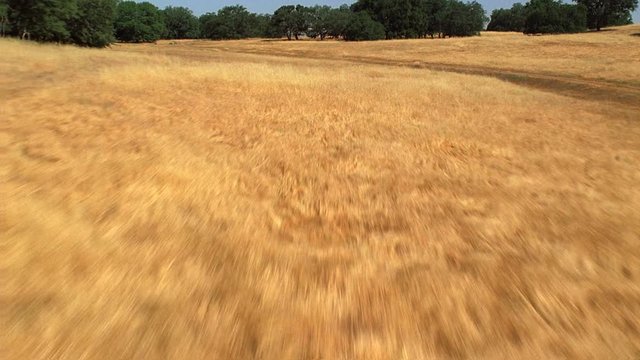 Low, fast flight over dry grassland toward trees