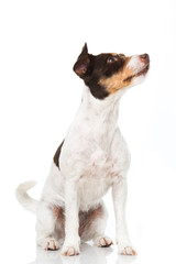 Hund sieht nach oben