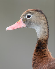 Black-bellied whistling duck (Dendrocygna autumnalis) in South Texas closeup portrait