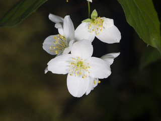 Obraz premium White flowers on mock-orange shrub with bokeh background, macro, selective focus, shallow DOF