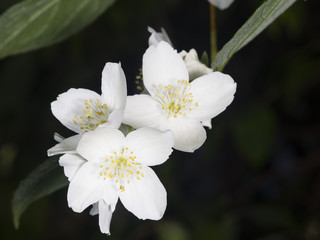 White flowers on mock-orange shrub with bokeh background, macro, selective focus, shallow DOF