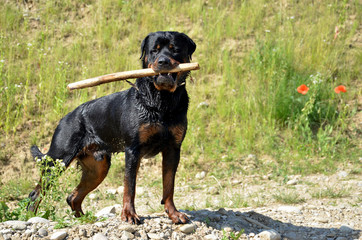 Black rottweiler with branch in mouth looks into camera - obrazy, fototapety, plakaty