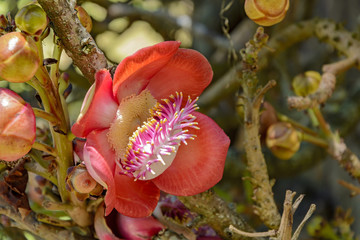 Close-up of brazilian cannon ball tree flower