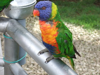インコ　カラフル　ゴシキセイガイインコ