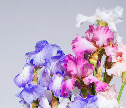 Beautiful iris flower background