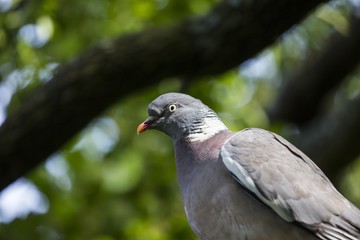 Wood Pigeon (Columba palumbus)