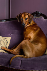 Dog sitting on a sofa watching its master