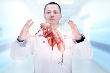 Doctor with stethoscope and penis on the hands in a hospital. High resolution.