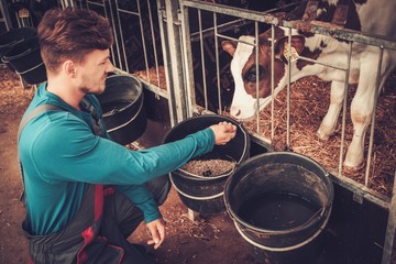 Young farmer feeding calf in the cowshed in dairy farm. © Nejron Photo