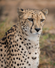 Naklejka na ściany i meble Cheetah (Acinonyx jubatus) closeup portrait