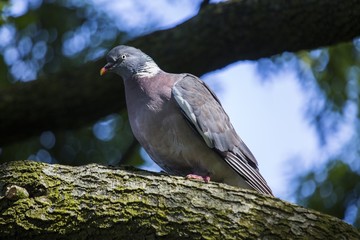 Wood Pigeon (Columba palumbus)