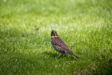 Mistle Thrush (Turdus viscivorus)