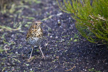 Mistle Thrush (Turdus viscivorus)