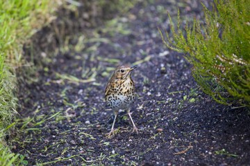 Mistle Thrush (Turdus viscivorus)