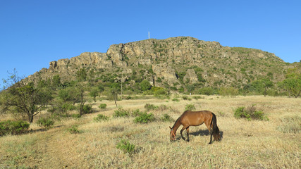 horse in meadow