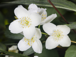 Obraz premium White flowers on mock-orange shrub with bokeh background, macro, selective focus, shallow DOF