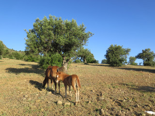 Newly born foal