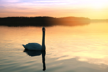 Fototapeta premium Swan on the lake