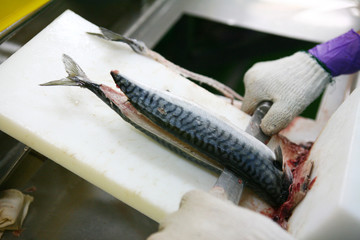 Closeup of men cutting Tuna fish in fish industry