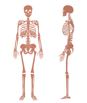 Human skeleton silhouette set