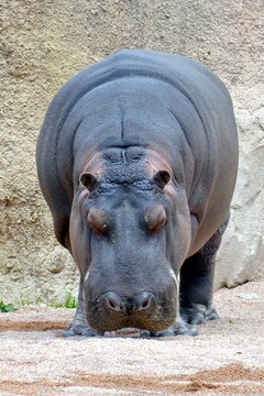 un ippopotamo in piedi mentre odora il terreno