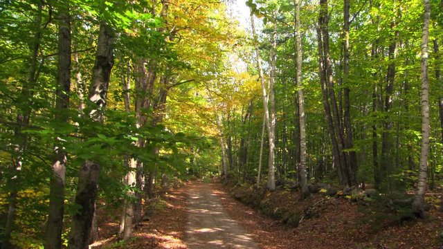 Shade-dappled lane bordered by yellow-green alders in early autumn
