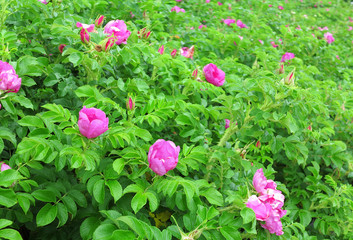 Fototapeta premium Rosa Rugosa, auch Sylter Rose oder Kartoffelrose genannt