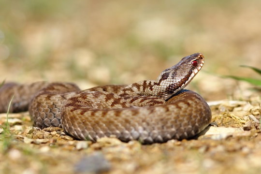 beautiful european venomous snake