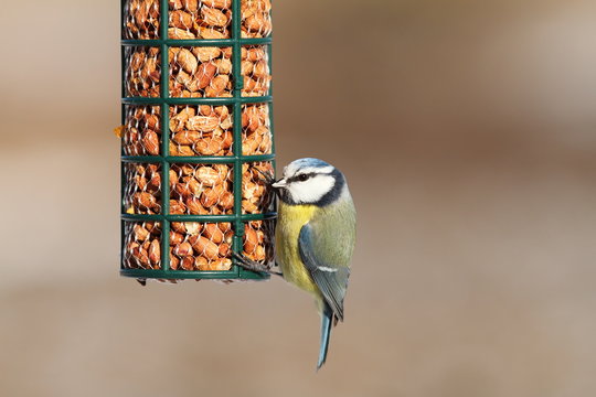 blue tit on bird feeder full of peanuts