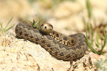  male viper emerged from hibernation