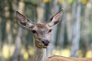 portrait of red deer doe