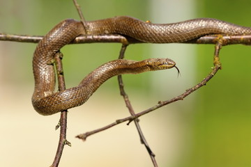 smooth snake climbing on twigs