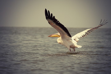 Fototapeta na wymiar vintage picture of great pelican