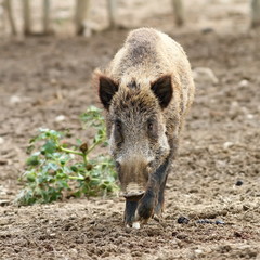 wild boar coming towards the camera
