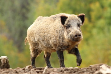 Naklejka na ściany i meble wild hog looking towards the camera