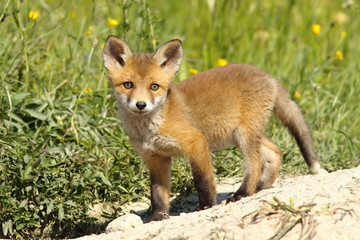 wild young fox