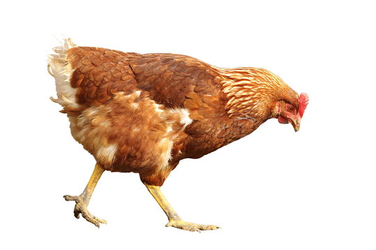 isolated brown hen