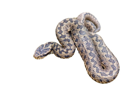 isolated meadow viper