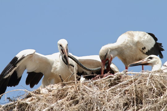 white stork feeding chicks at nest