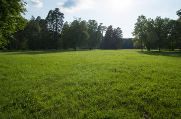 Grass Lawn Green Background