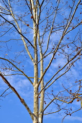 un albero di betulla, il tronco, i rami e la corteccia