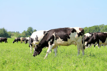 стадо коров