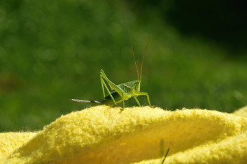 Green grasshopper on a yellow background in profile - Tettigonia viridissima.